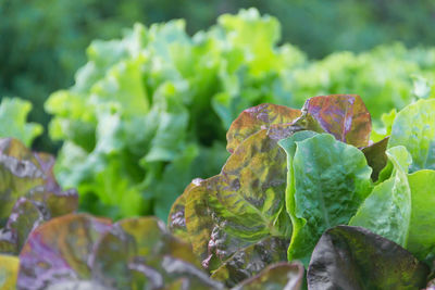 Green and purple curly lettuce leaves in the organic garden