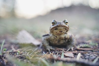 Close-up portrait of frog on land