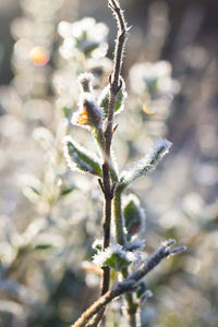 Close-up of snow on plant