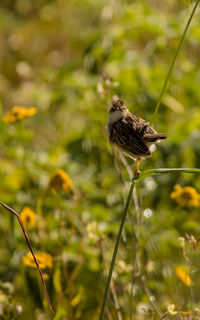 Bird perching on a plant