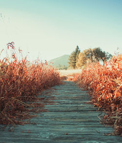 Footpath amidst plants on field against clear sky