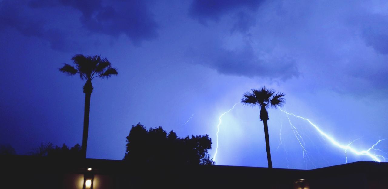 LOW ANGLE VIEW OF PALM TREES AGAINST SKY AT NIGHT