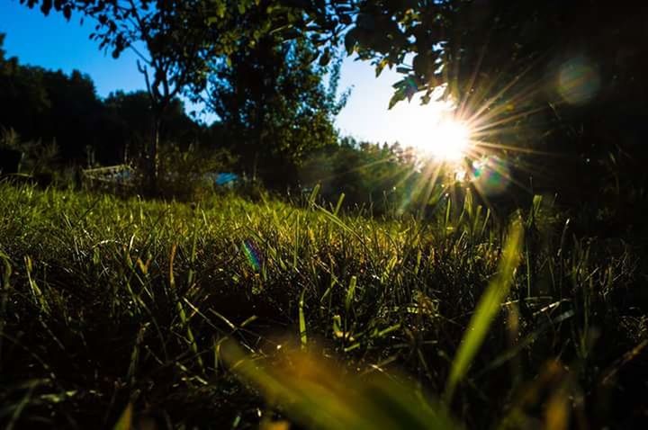 TREES GROWING ON GRASSY FIELD