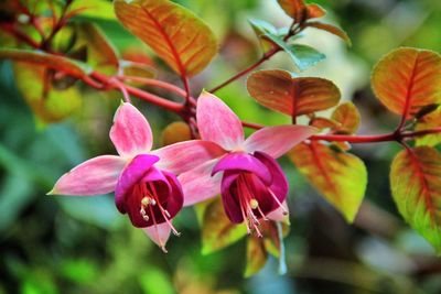 Close-up of pink flowers growing outdoors