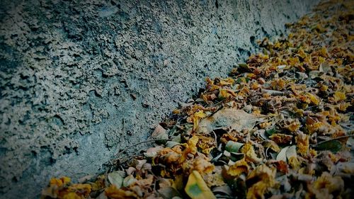 Close-up of autumn leaves on wall