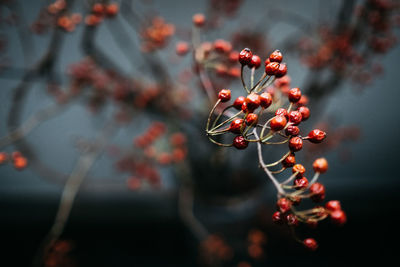 Close-up of berries growing on tree