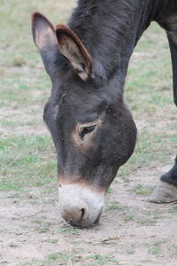 Close-up of a horse on field