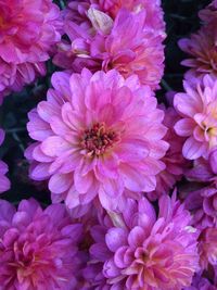Close-up of pink hydrangea flowers