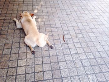 High angle view of dog on sidewalk