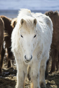 Portrait of a white icelandic horse in a snowy winter landscape