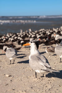 Nesting royal tern thalasseus maximus on the white sands of clam pass in naples, florida.