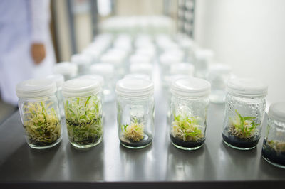 Close-up of plants in jars