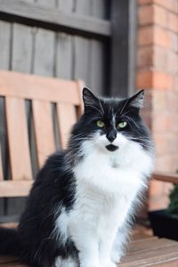 Portrait of cat sitting at porch