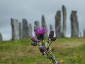 Close-up of purple thistle flowers on field