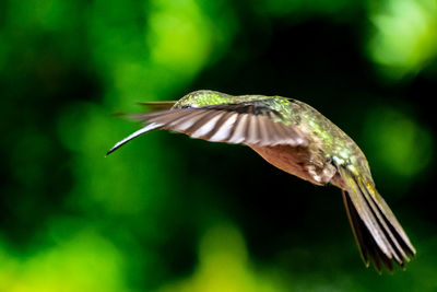 Close-up of bird flying