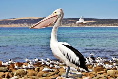 Pelican on rock by sea against sky