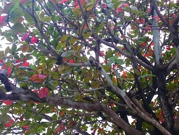 Low angle view of leaves on tree