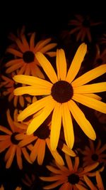 Full frame shot of yellow flower blooming outdoors