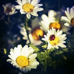 Close-up of white daisy blooming outdoors