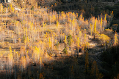 Pine trees in forest during autumn