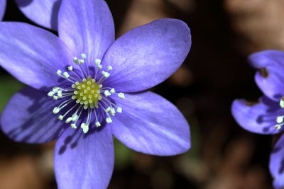 Close-up of purple flowering plant