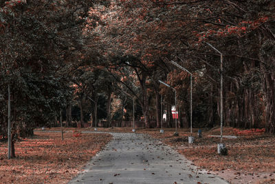 Road in park during autumn