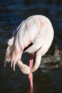 White duck in a lake