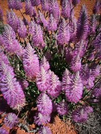 High angle view of purple flowers