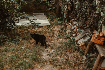 Dog walking in a forest