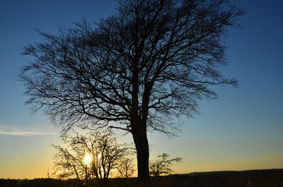 Silhouette of bare trees at sunset