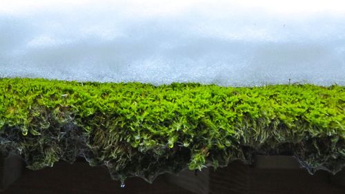 Close-up of fresh green plants in water