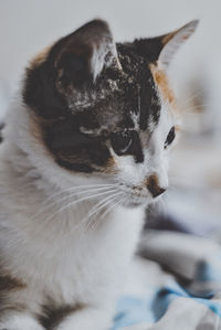 Close-up of a cat looking away