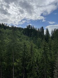Pine trees in forest against sky
