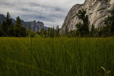 Yosemite national park 