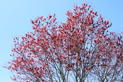 Low angle view of flower tree against sky