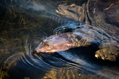 Close-up of turtle swimming in water