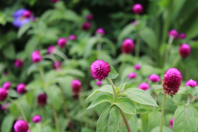 Close-up of pink flowering plants