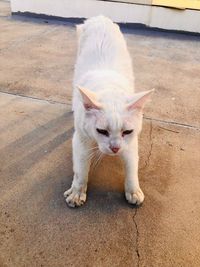Portrait of white cat