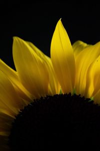 Close-up of yellow flower blooming against sky