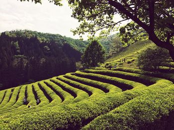 Scenic view of agricultural field against sky