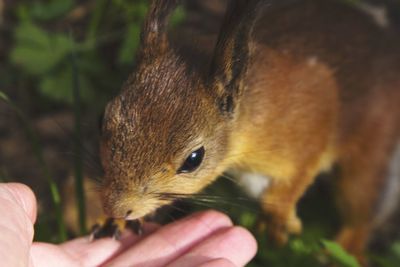 Close-up of hand holding squirrel