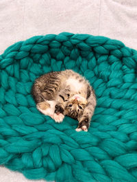 High angle view of animal sleeping