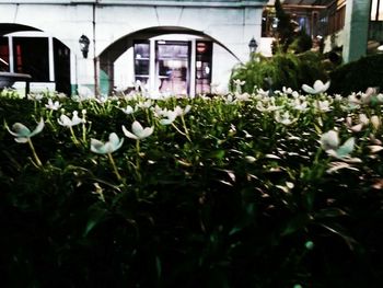 Close-up of flowering plants in city