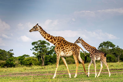 Giraffe walking through the grasslands in kenya