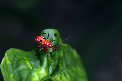 Close-up of insect on leaf