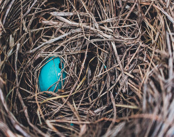 Close-up of egg in nest
