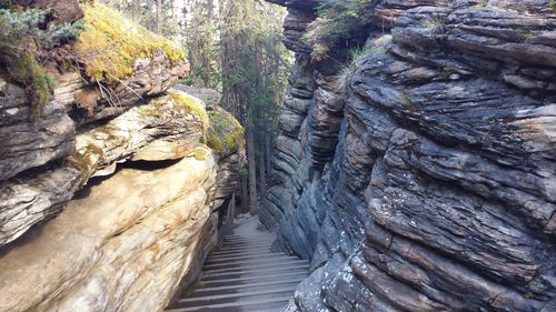 View of rocky steps in forest