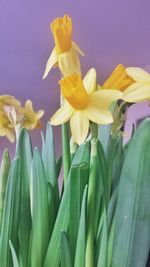 Close-up of yellow flower