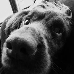 Close-up portrait of dog