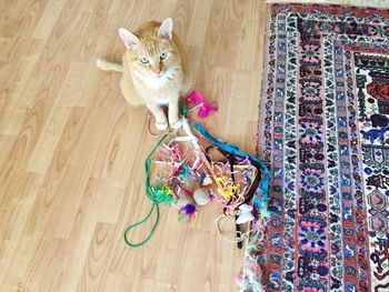 Portrait of cat on hardwood floor